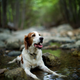 Illustration for article titled 39 *Scratchy Scratchy* Photos of Dogs